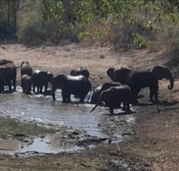 Leopard Hunting in Namibia & Brown Hyena Cancelation Hunt