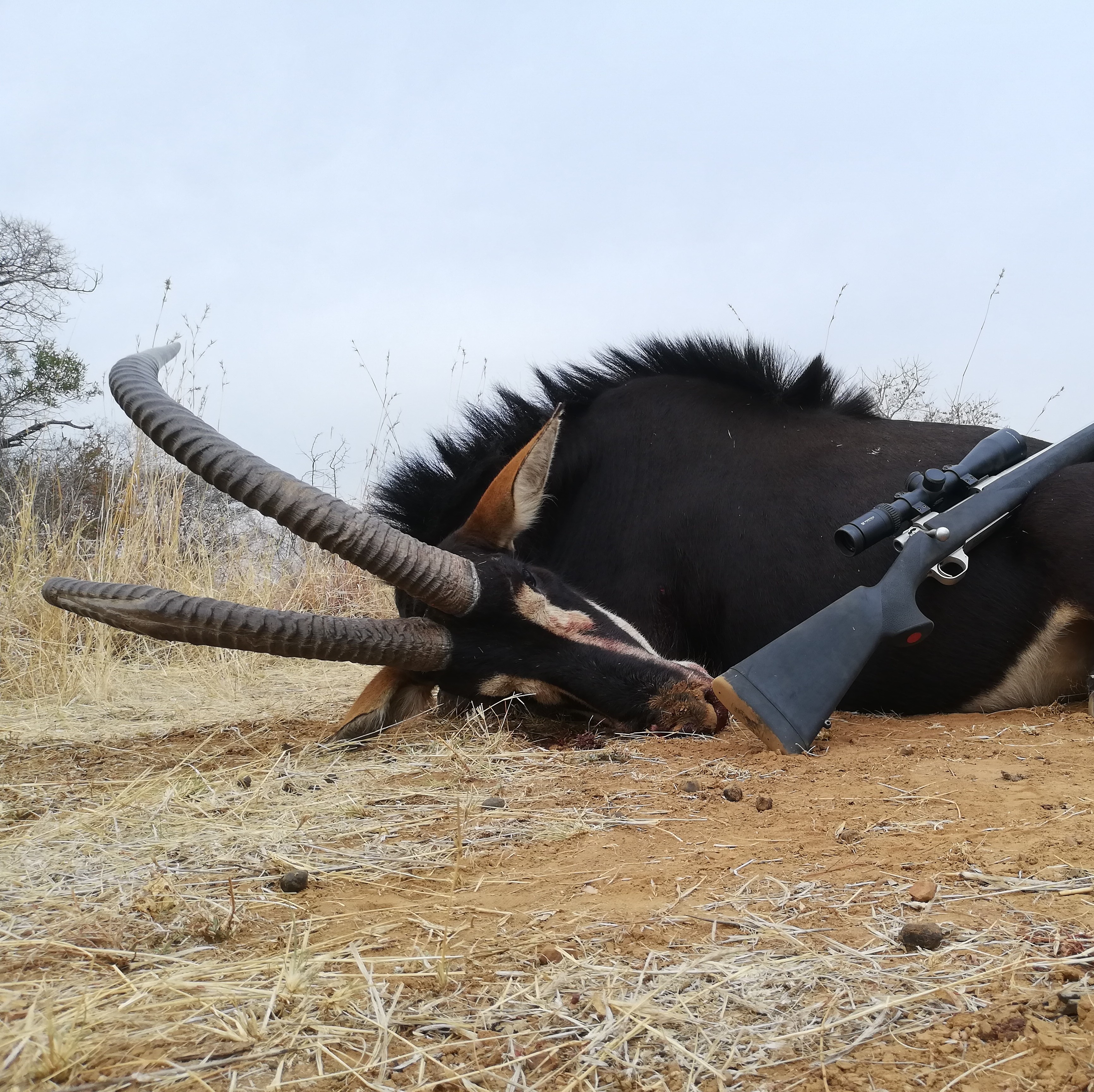 Leopard Hunting in Namibia & Brown Hyena Cancelation Hunt