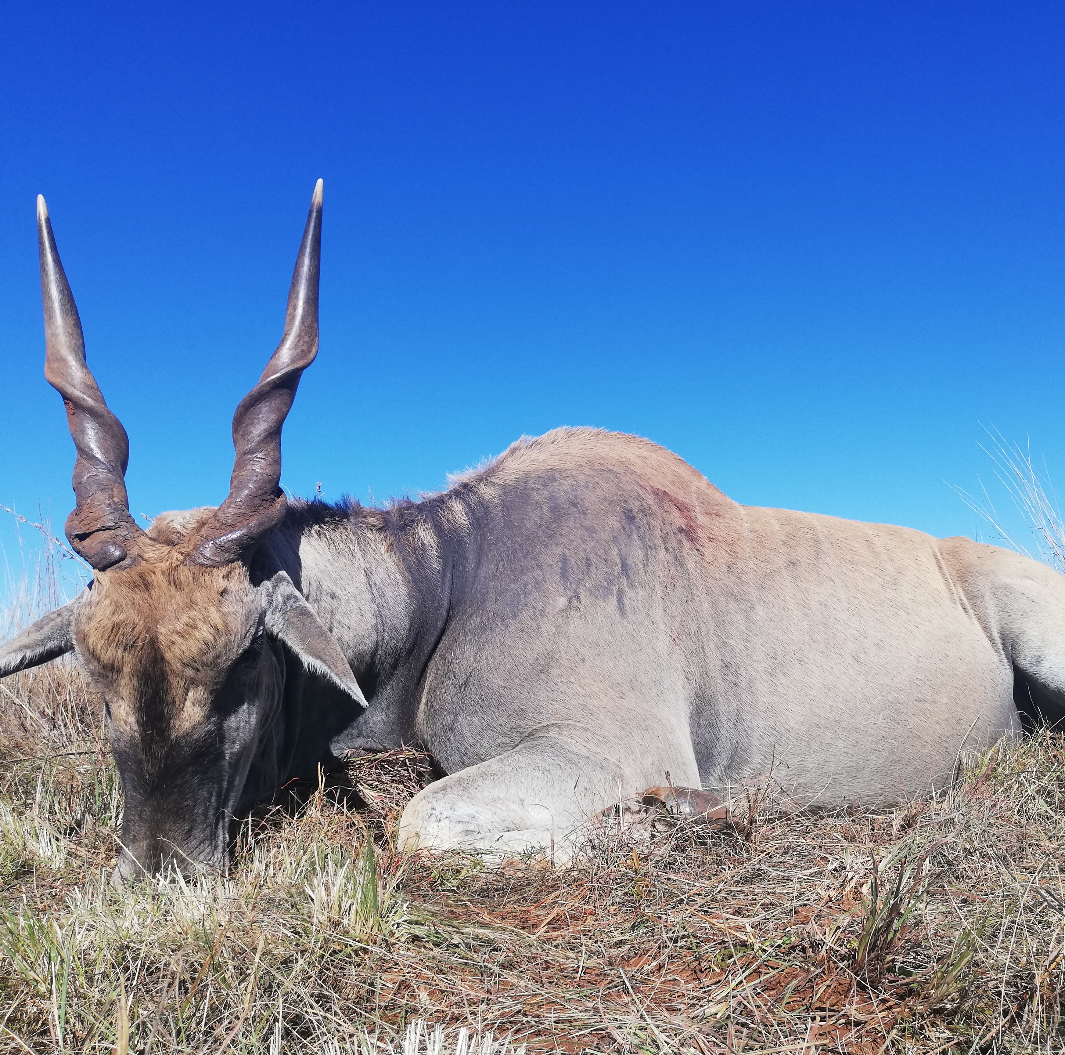 Leopard Hunting in Namibia & Brown Hyena Cancelation Hunt