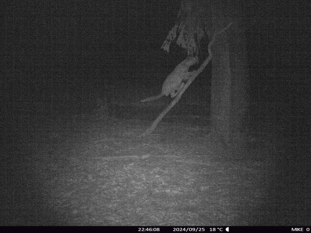 Leopard Hunting in Namibia & Brown Hyena Cancelation Hunt