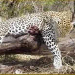 Leopard Hunting in Namibia & Brown Hyena Cancelation Hunt