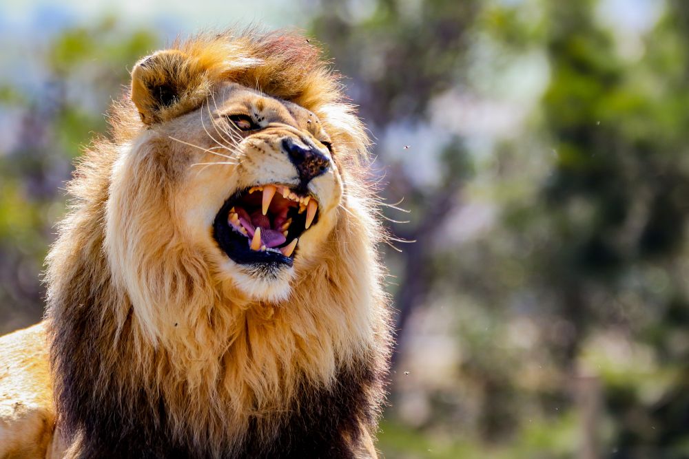 Big Game Hunting: Exportable vs Non-Exportable (Own-Use) Trophy Hunts