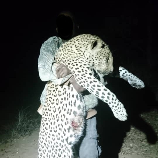 Leopard Hunting in Namibia & Brown Hyena Cancelation Hunt