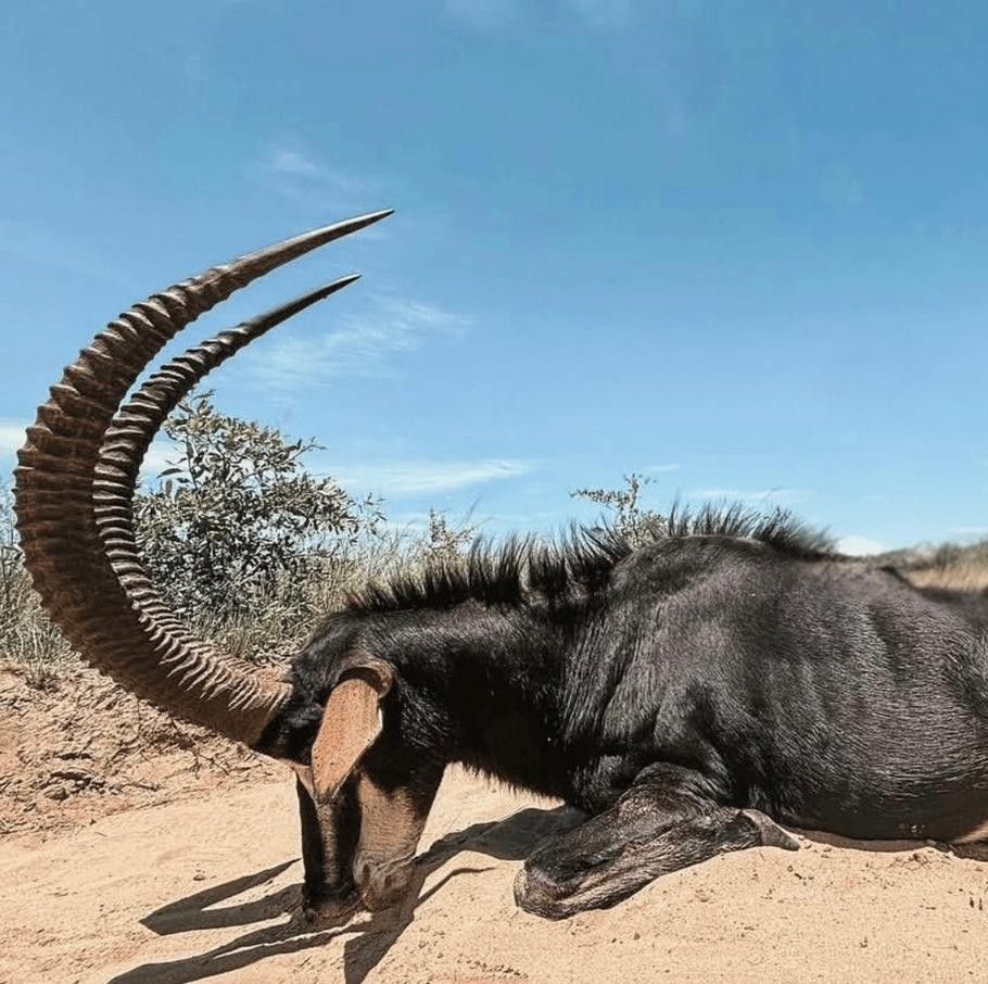 Leopard Hunting in Namibia & Brown Hyena Cancelation Hunt