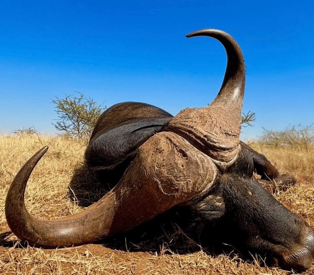 Leopard Hunting in Namibia & Brown Hyena Cancelation Hunt