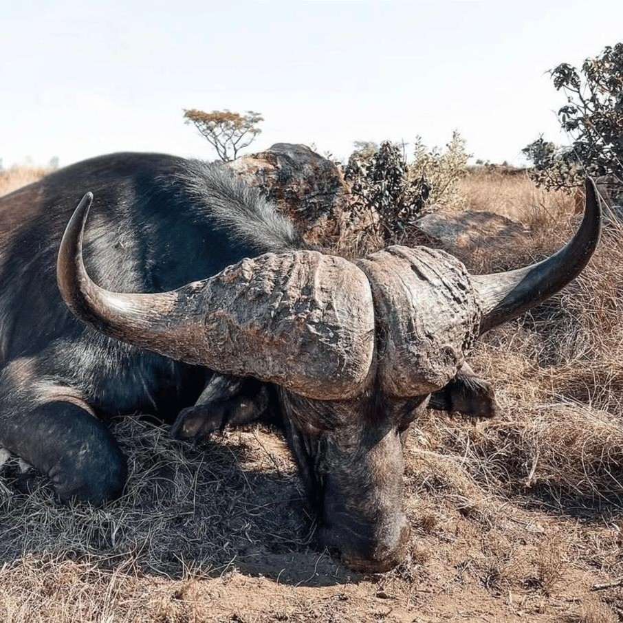 Cape Buffalo & Sable Hunts in Limpopo’s Waterberg Region