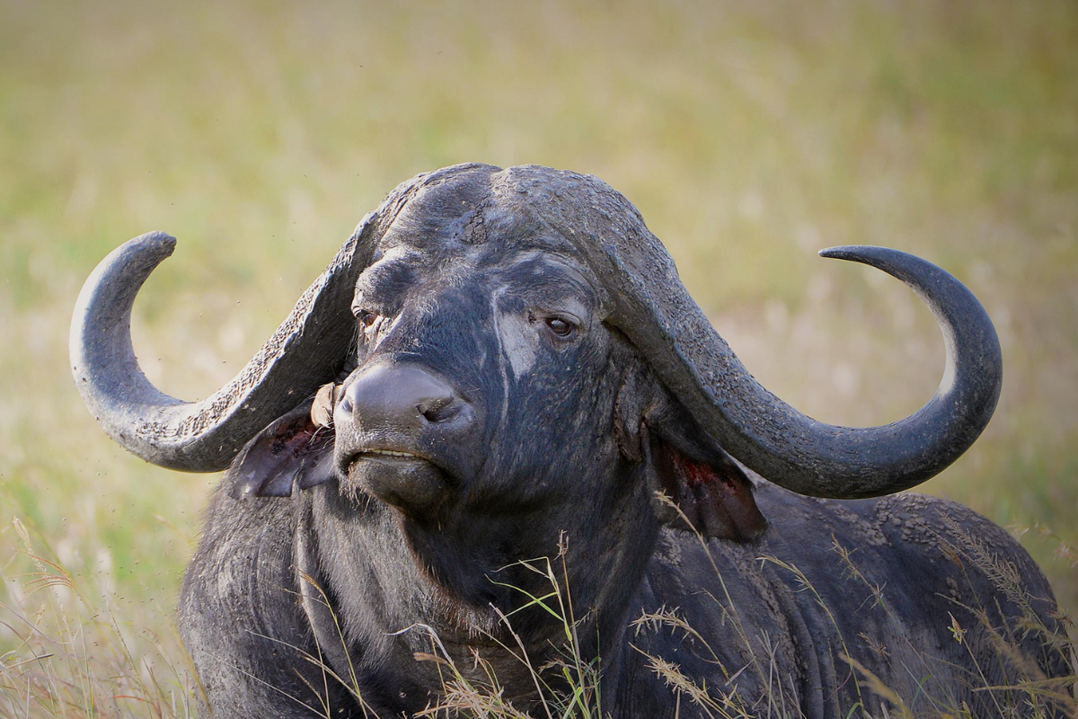 African Buffalo Hunts