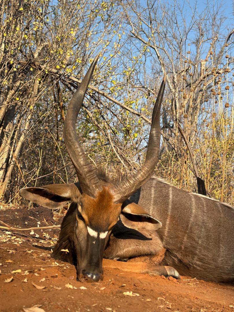Leopard Hunting in Namibia & Brown Hyena Cancelation Hunt
