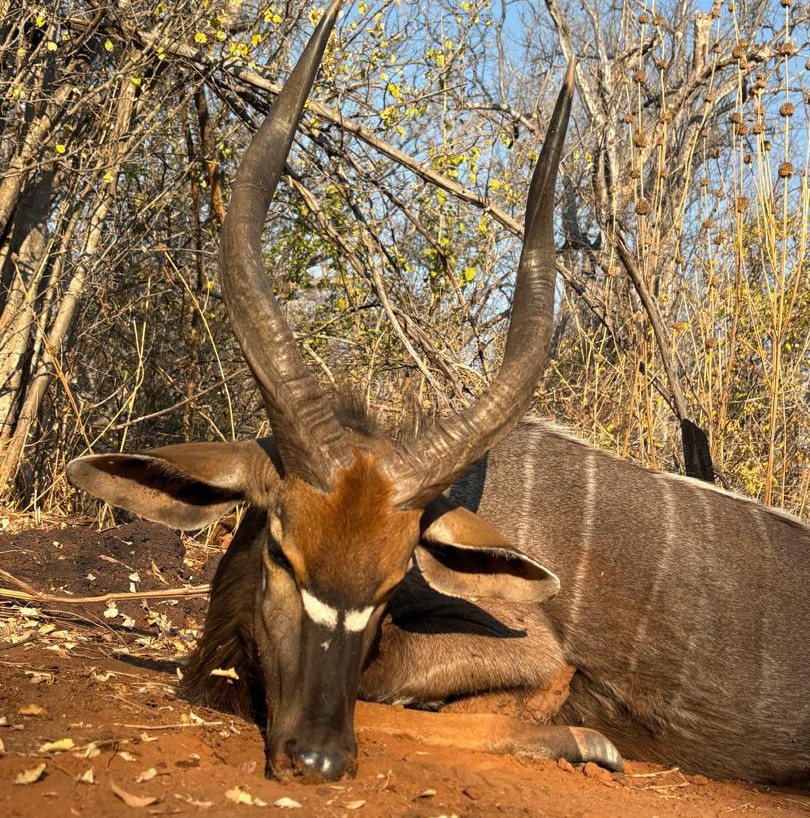 Leopard Hunting in Namibia & Brown Hyena Cancelation Hunt
