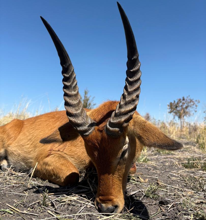 Leopard Hunting in Namibia & Brown Hyena Cancelation Hunt