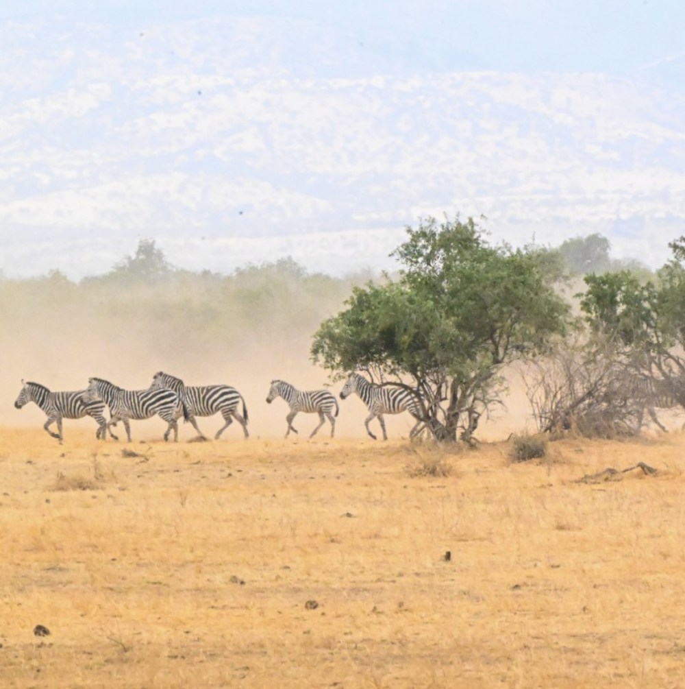 Leopard Hunting in Namibia & Brown Hyena Cancelation Hunt