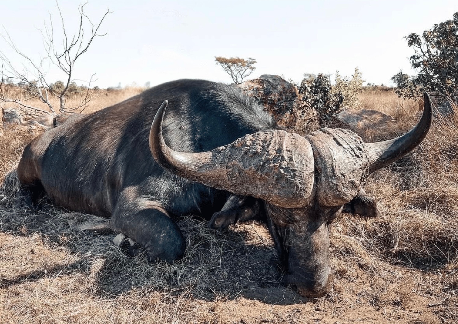 Leopard Hunting in Namibia & Brown Hyena Cancelation Hunt