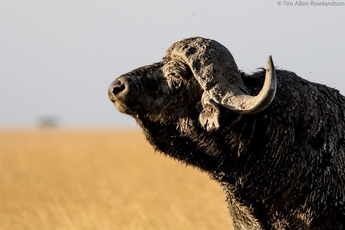Leopard Hunting in Namibia & Brown Hyena Cancelation Hunt