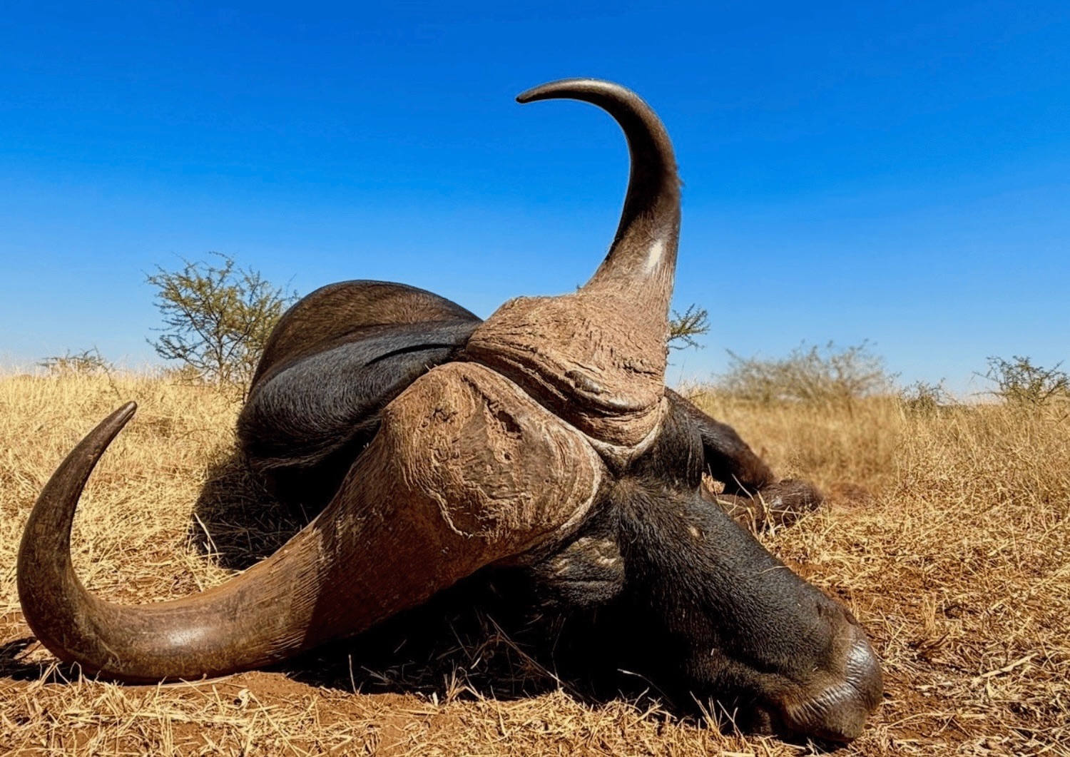 Leopard Hunting in Namibia & Brown Hyena Cancelation Hunt