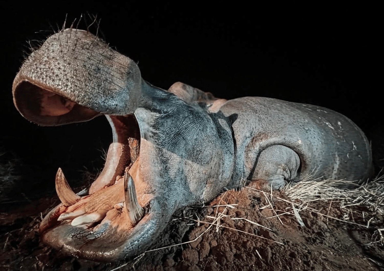 Leopard Hunting in Namibia & Brown Hyena Cancelation Hunt