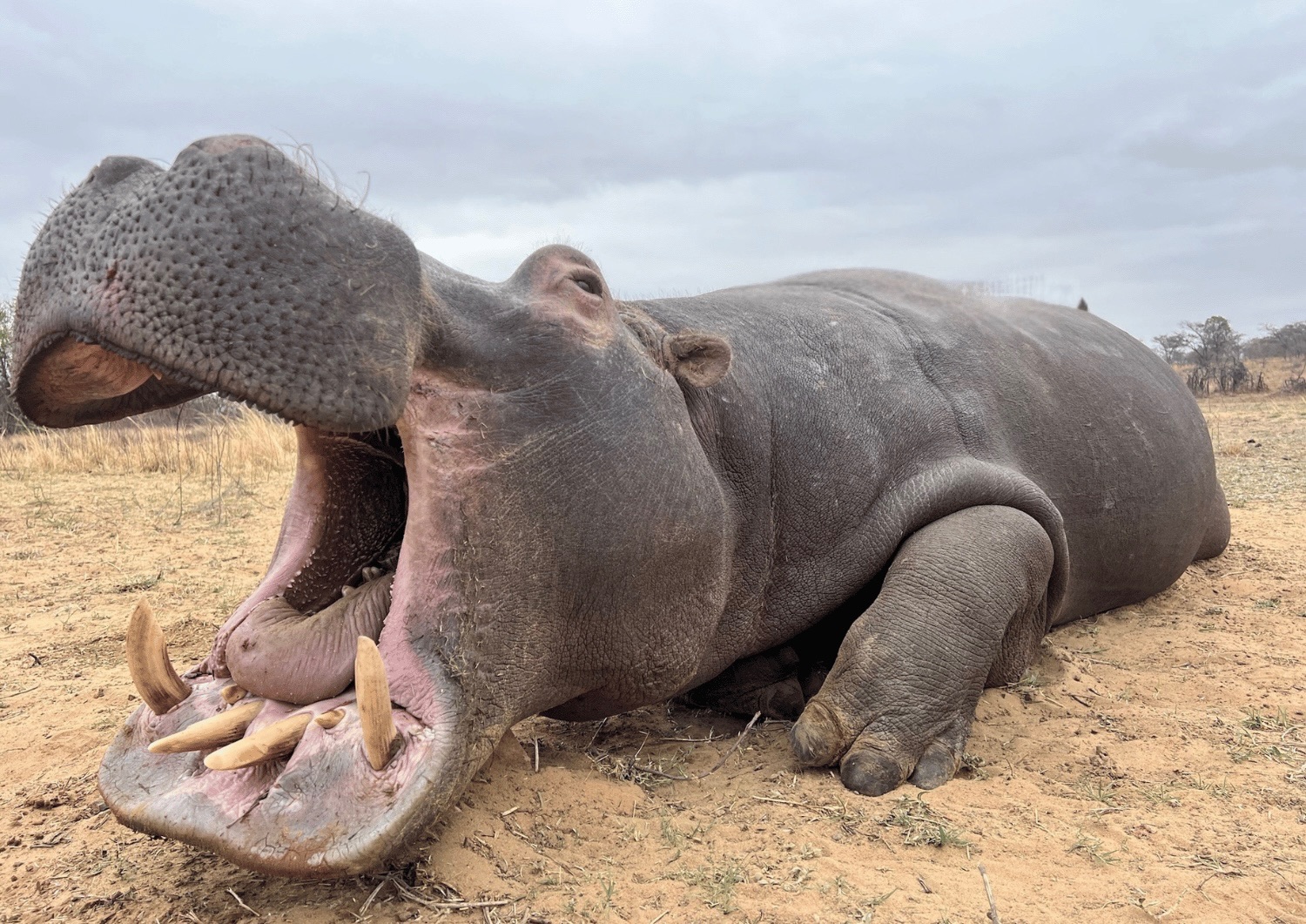 Leopard Hunting in Namibia & Brown Hyena Cancelation Hunt