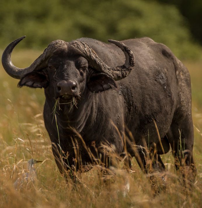 Leopard Hunting in Namibia & Brown Hyena Cancelation Hunt