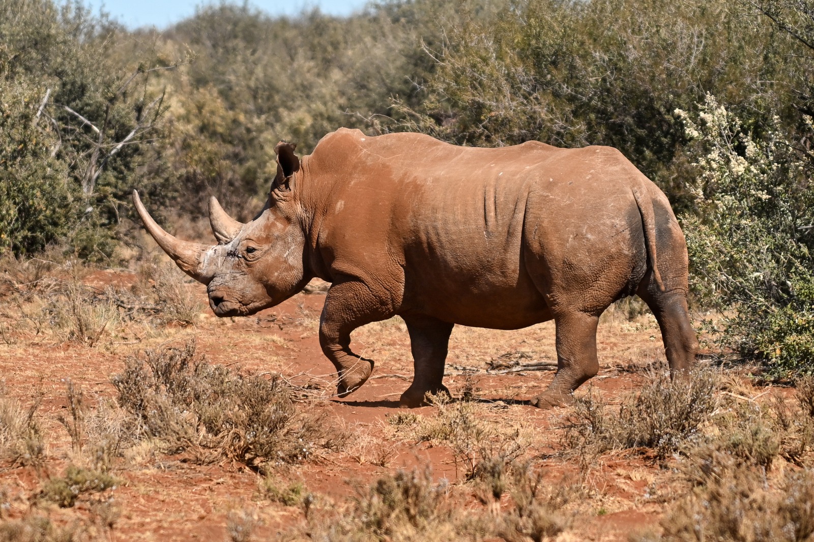 Leopard Hunting in Namibia & Brown Hyena Cancelation Hunt