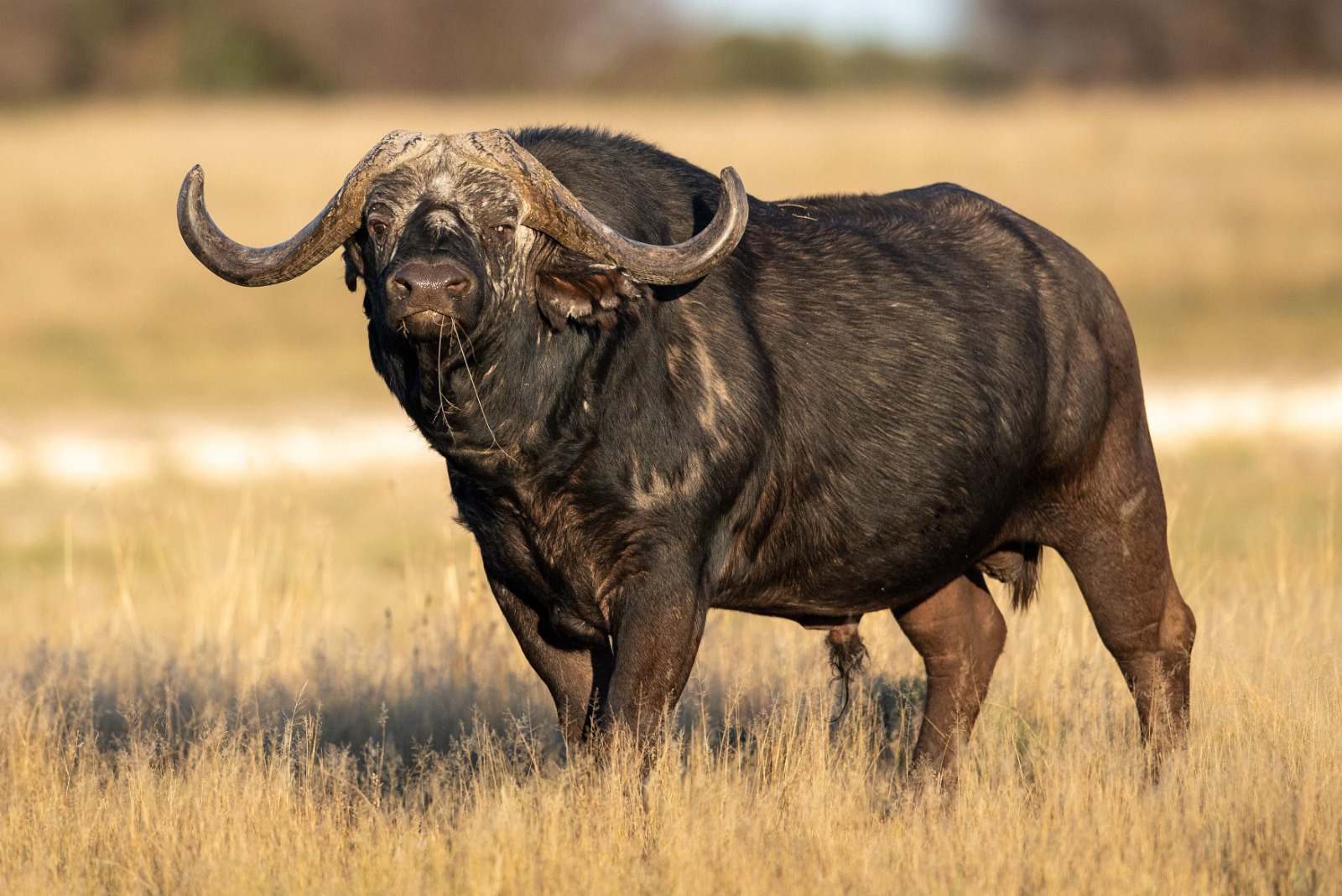 Leopard Hunting in Namibia & Brown Hyena Cancelation Hunt