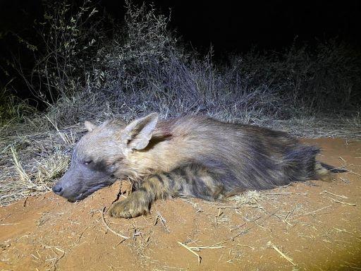 A Hyena Hunt in Africa is No Laughing Matter