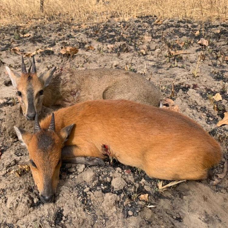 Leopard Hunting in Namibia & Brown Hyena Cancelation Hunt