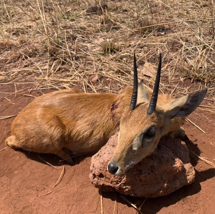 Leopard Hunting in Namibia & Brown Hyena Cancelation Hunt