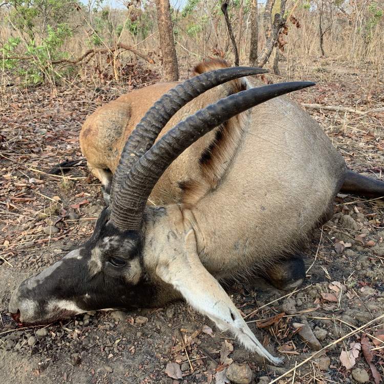 Leopard Hunting in Namibia & Brown Hyena Cancelation Hunt