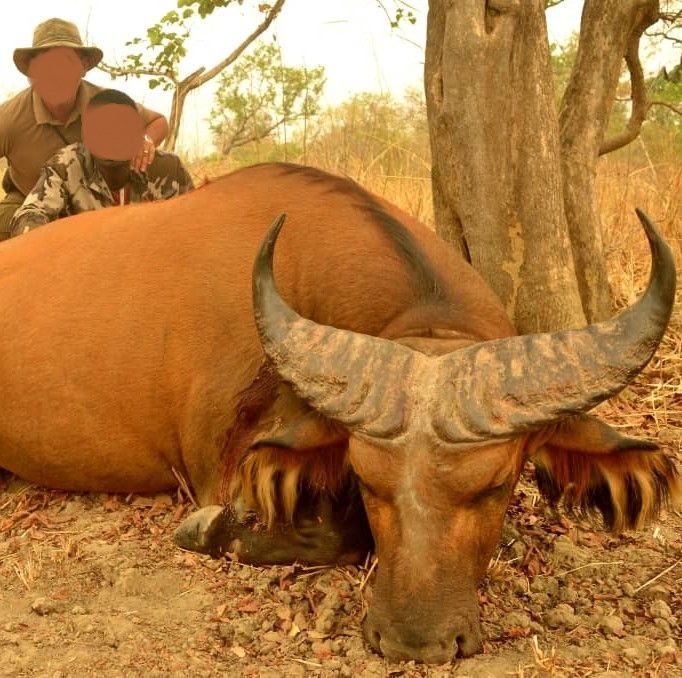 Leopard Hunting in Namibia & Brown Hyena Cancelation Hunt