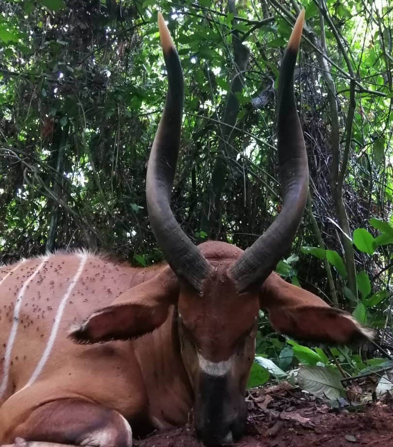Leopard Hunting in Namibia & Brown Hyena Cancelation Hunt