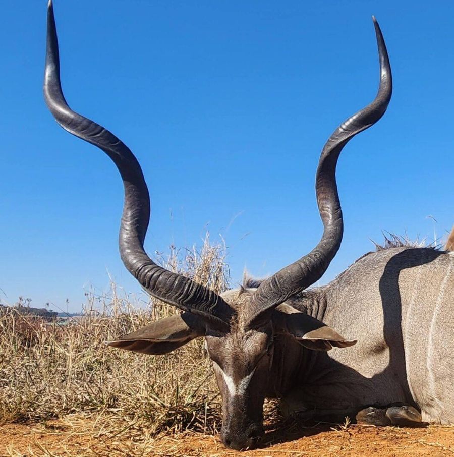 Leopard Hunting in Namibia & Brown Hyena Cancelation Hunt