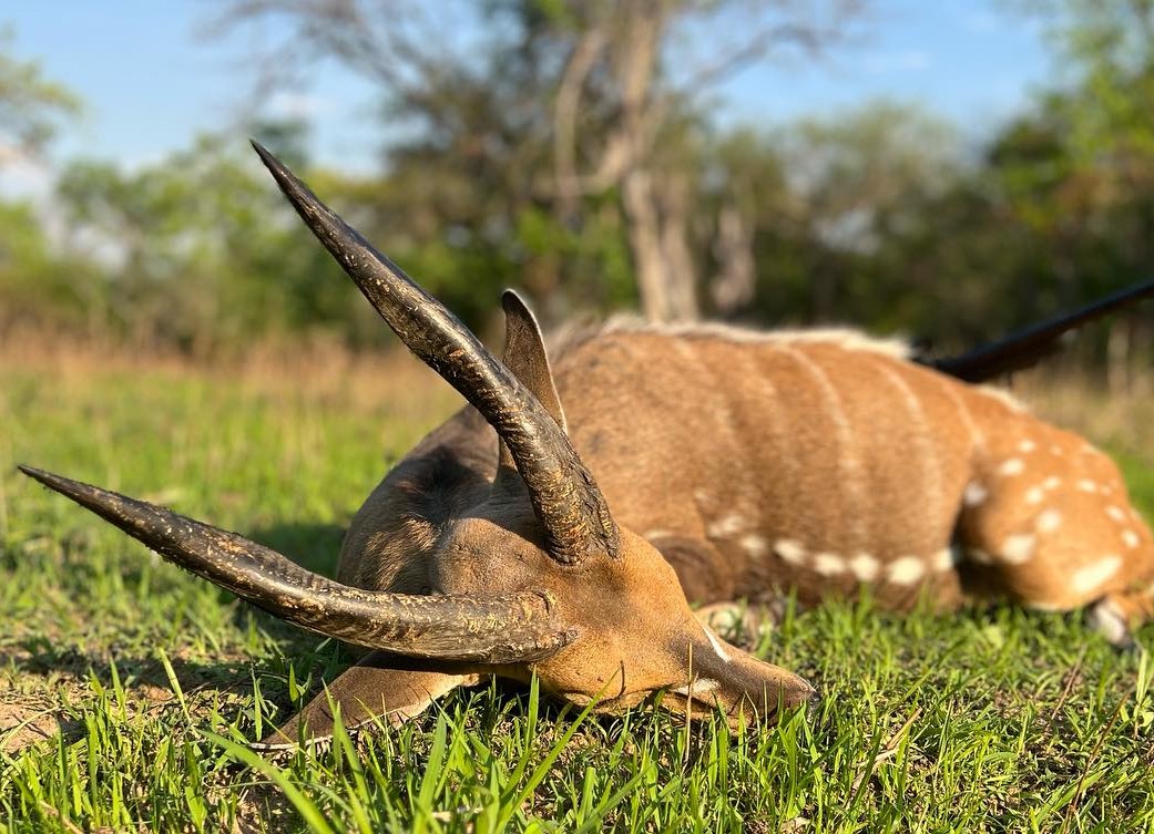 Leopard Hunting in Namibia & Brown Hyena Cancelation Hunt
