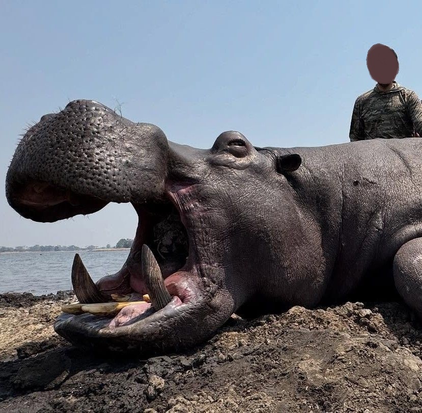 Hunt Hippo, Croc & Plains Game in Chiawa GMA, Zambia