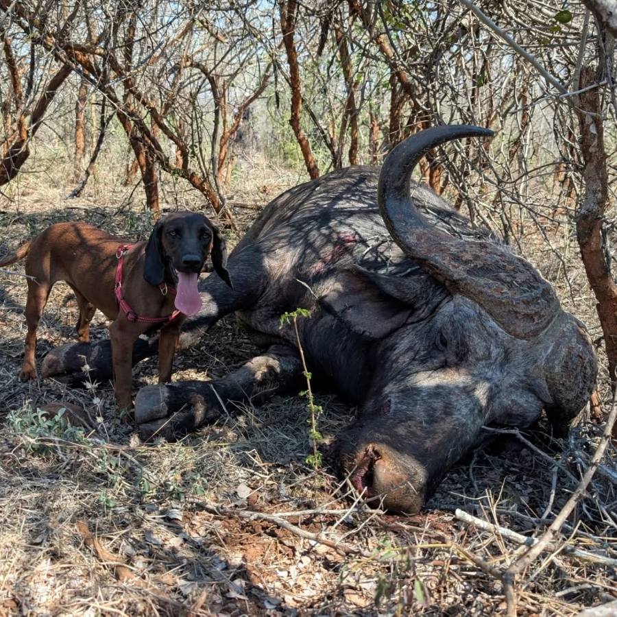 Leopard Hunting in Namibia & Brown Hyena Cancelation Hunt