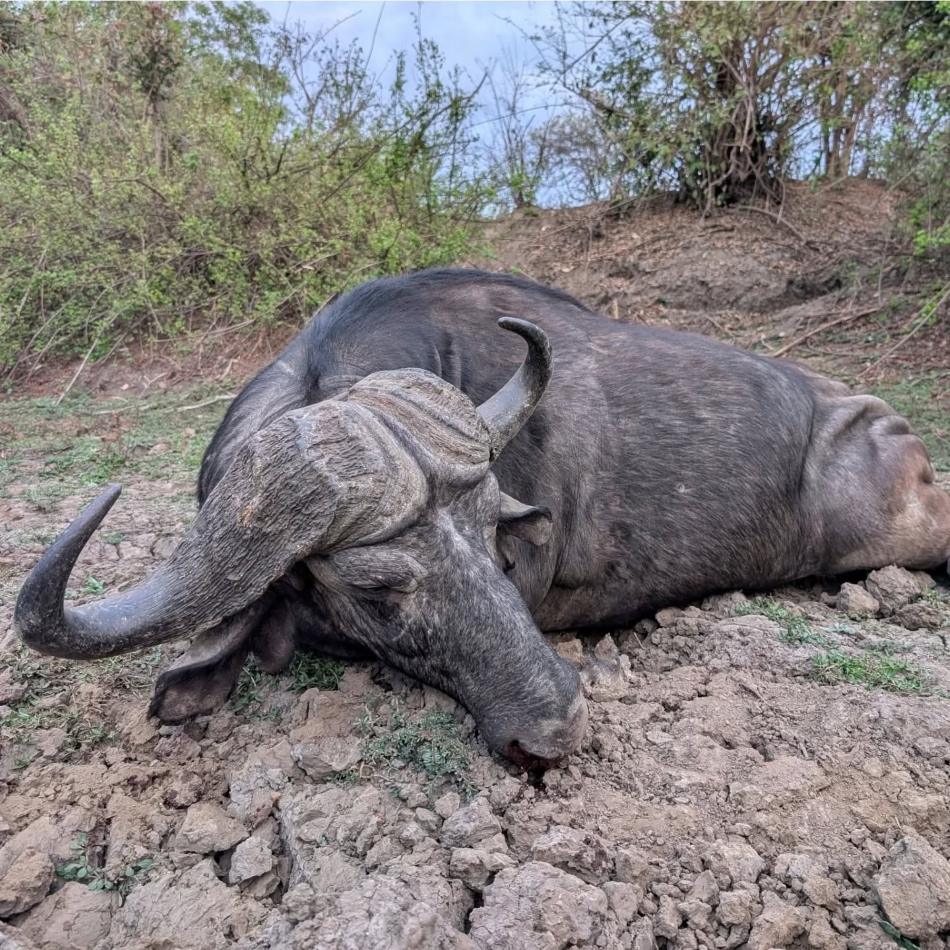 Leopard Hunting in Namibia & Brown Hyena Cancelation Hunt
