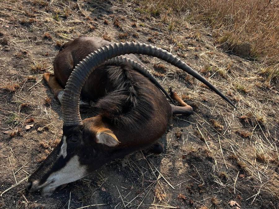 Leopard Hunting in Namibia & Brown Hyena Cancelation Hunt
