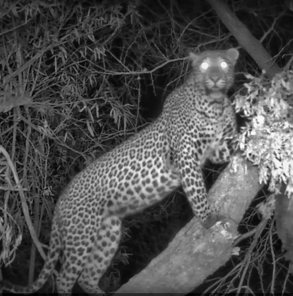 Leopard Hunting in Namibia & Brown Hyena Cancelation Hunt