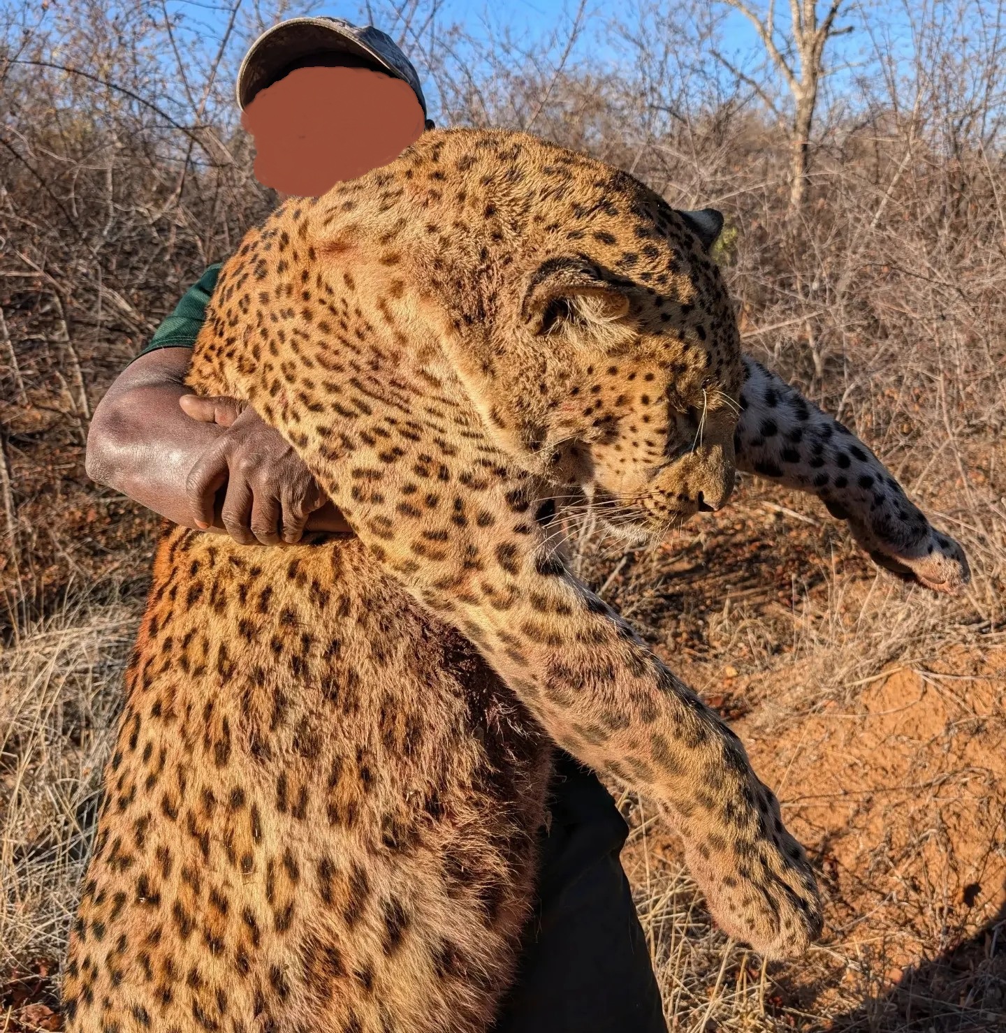 Hunting in Nyaminga GMA, Luangwa Valley: Leopard, Buffalo & Plains Game