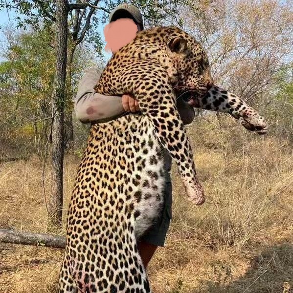 Leopard Hunting in Namibia & Brown Hyena Cancelation Hunt