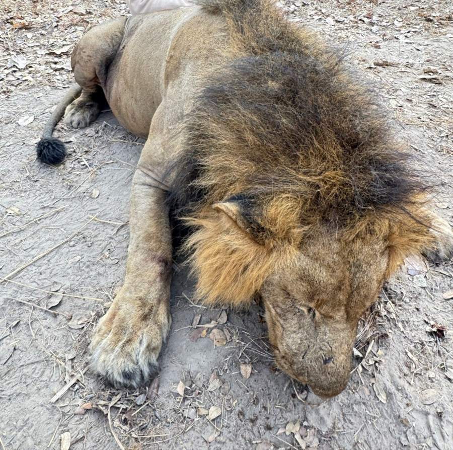 Hunt Leopard, Lion & Plains Game Plus Croc OR Hippo in Kafue, Zambia