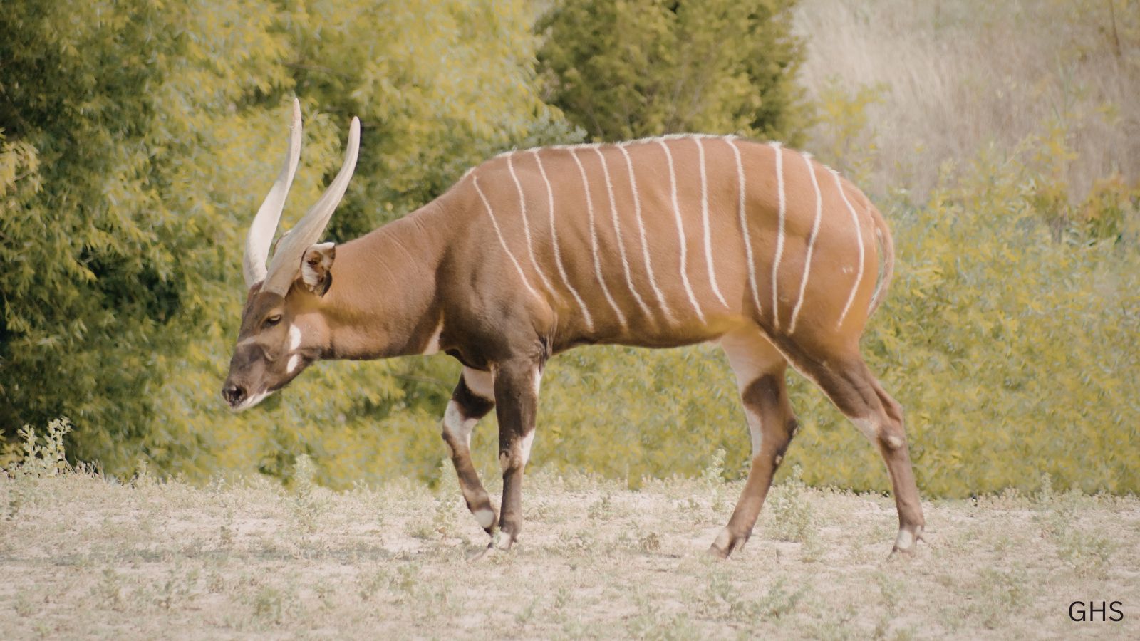 Bongo Hunts: Chasing the Ghost of the African Rainforest