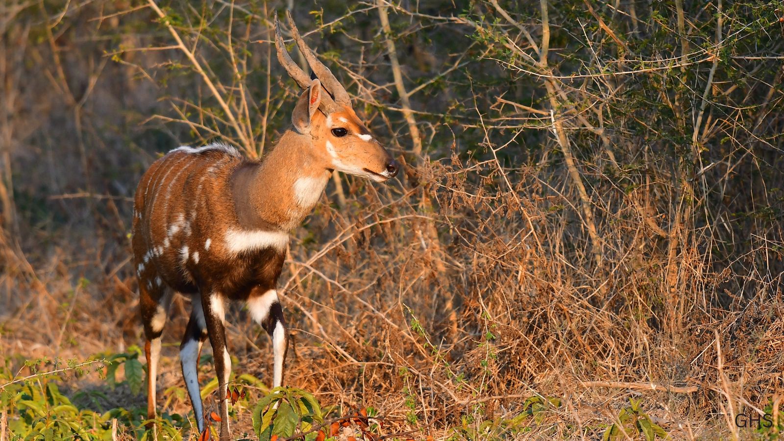 Bushbuck Hunts: Mastering the Challenge of the Prince of Antelope