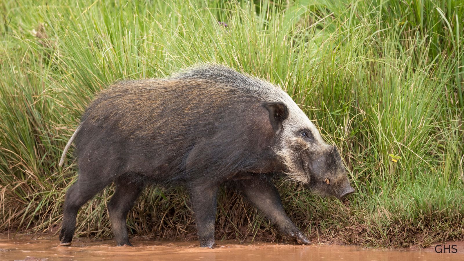 Bushpig Hunts: The Ultimate Guide to Africa’s Elusive Swine