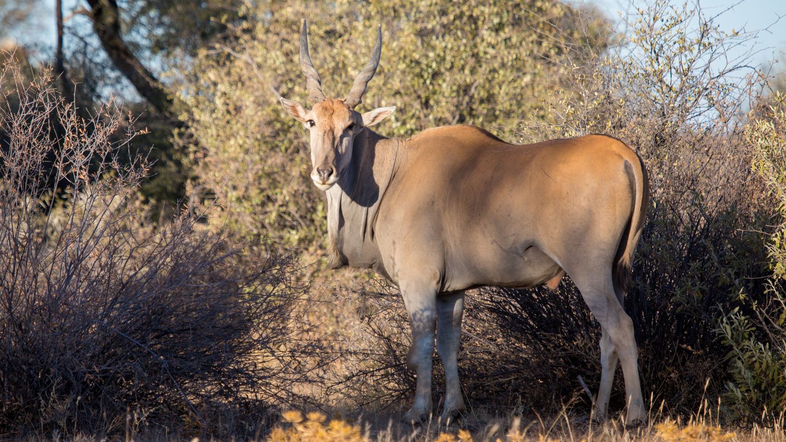 Eland Hunts: Tracking Africa’s Largest Antelope with Confidence