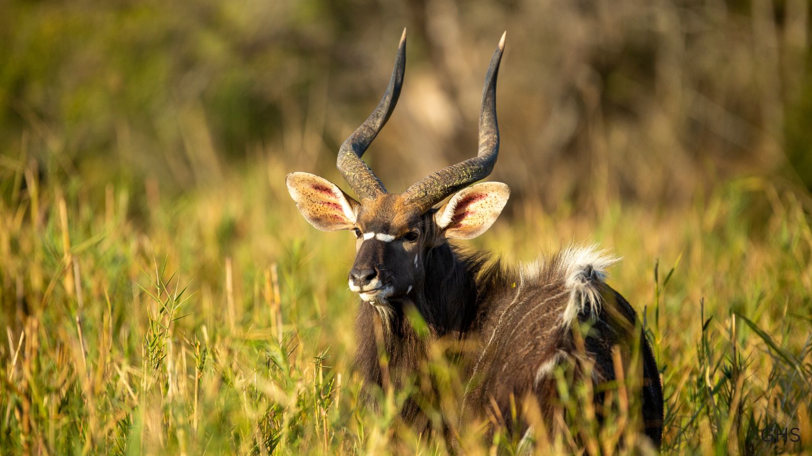 Nyala Hunts: The Spiral Horn Challenge & How to Book It Right