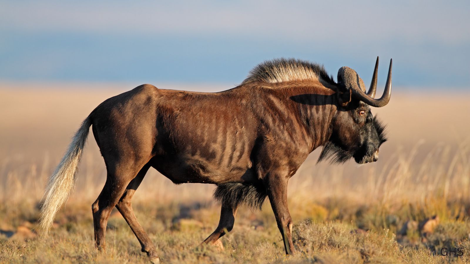 Wildebeest Hunts: Taming the Poor Man’s Buffalo