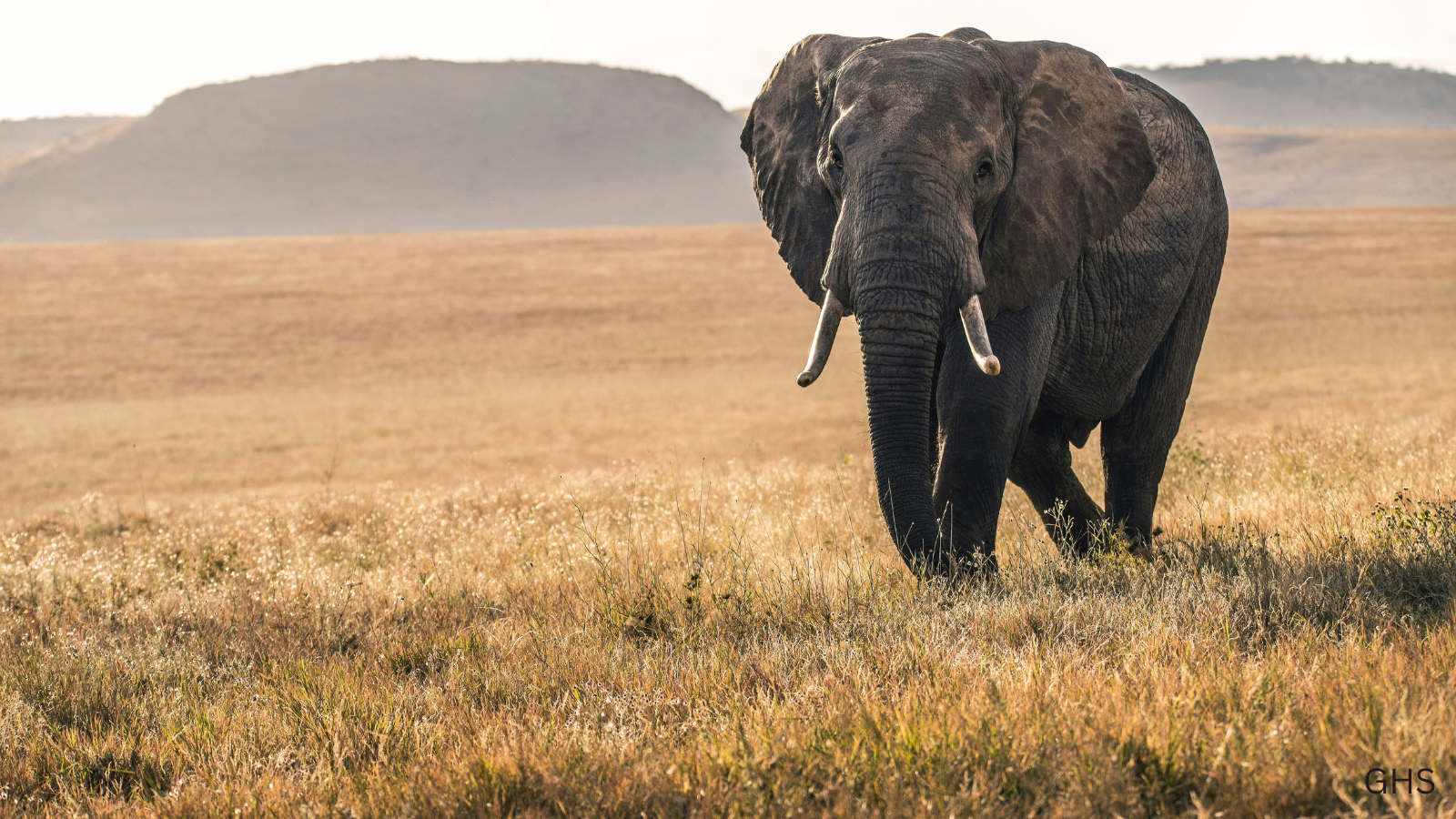 Elephant Hunting: What It Means, Where It’s Legal, and How to Decide