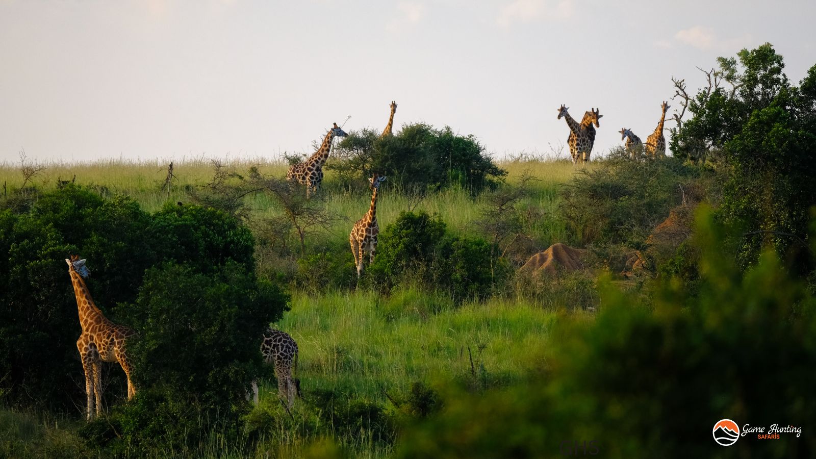 Safari Hunts: Find The Perfect Hunts in Africa