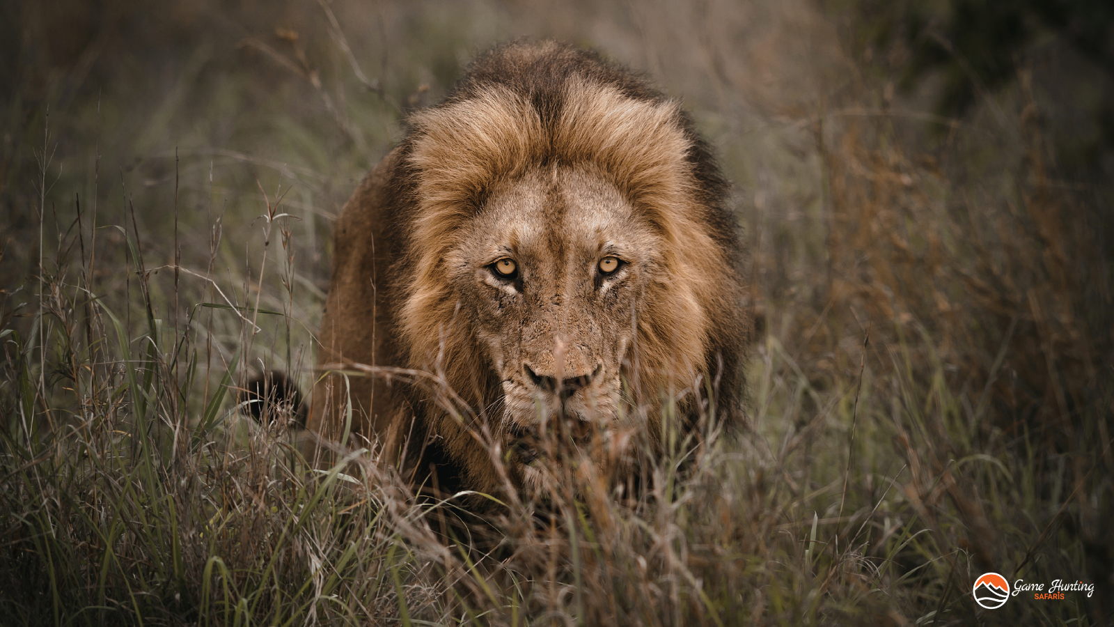 Lion Hunting: What It Means, Where It’s Legal, and How to Decide