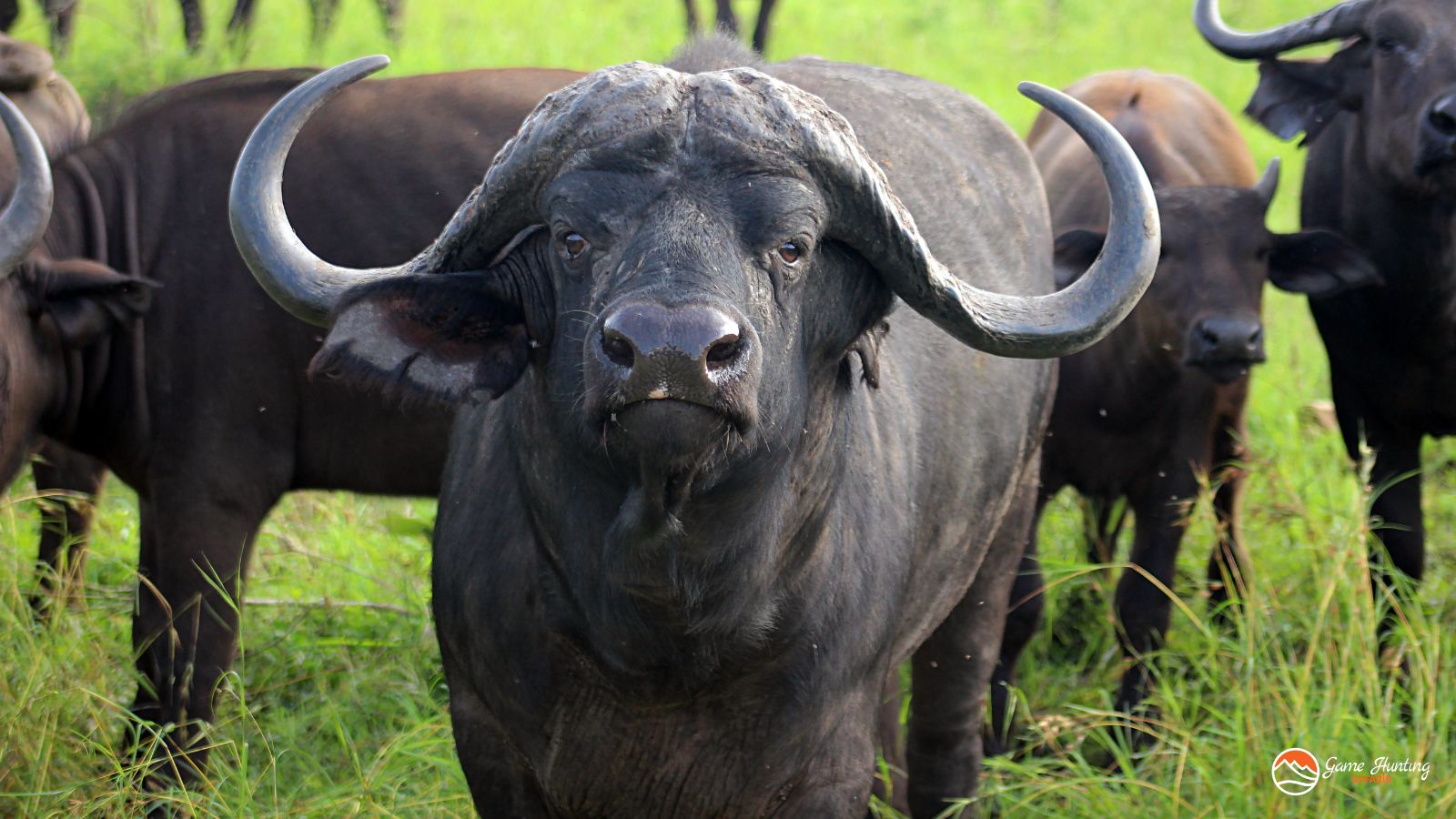 Big Game Hunting: Hunt the Big 5 & Plains Game in Africa