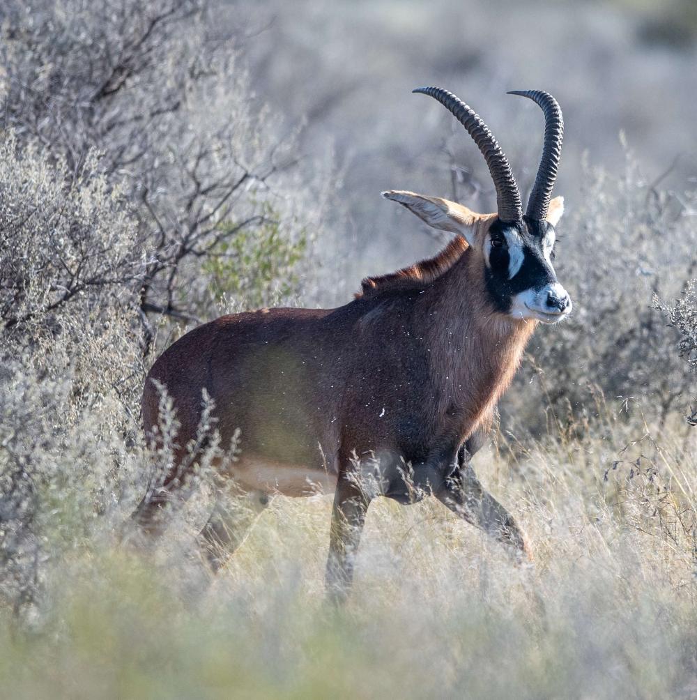 Leopard Hunting in Namibia & Brown Hyena Cancelation Hunt